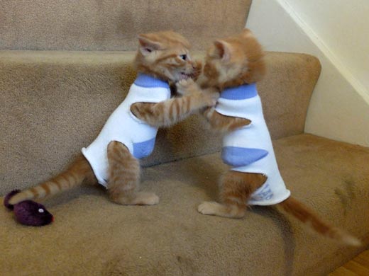 Эти котята устроили битву в носках