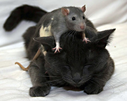 Мыши и крысы боятся щекотки...