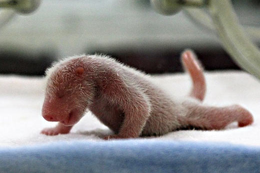 Гигантские панды рождаются совсем крошечными