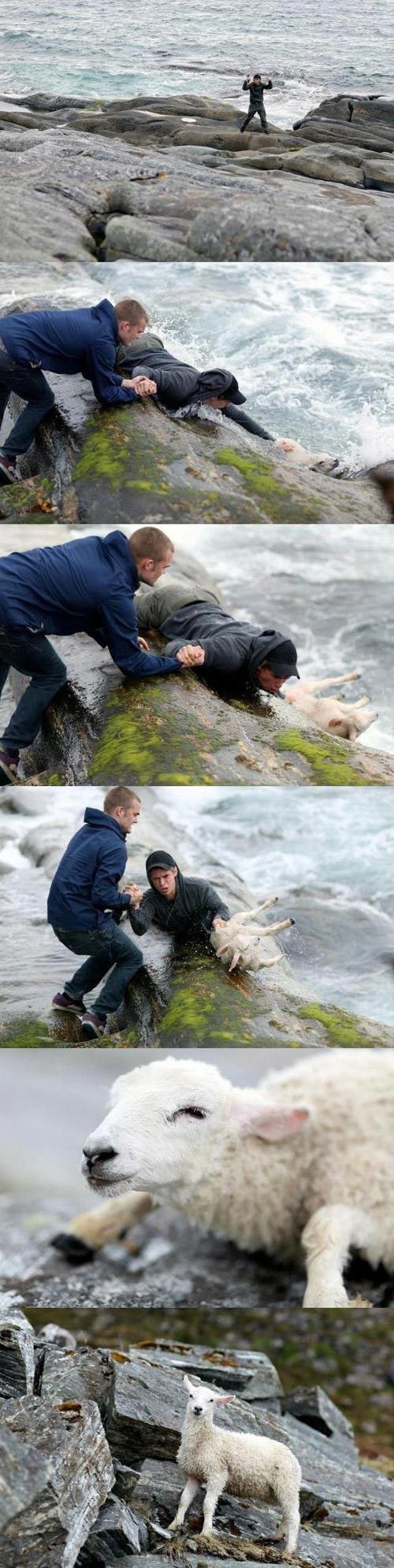 Двое норвежцев спасают из океана тонущих овец